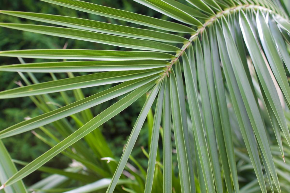 Wyhoduj palmę z pestki daktyla