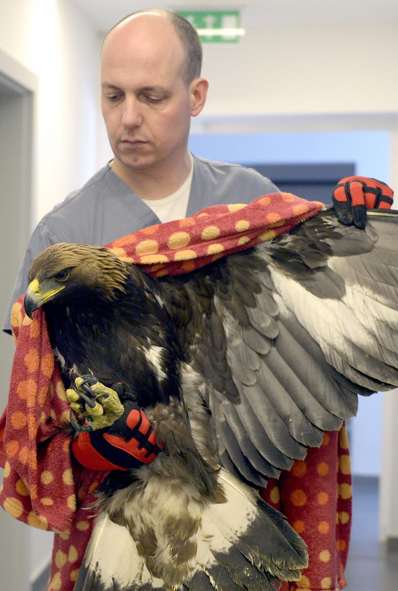 Orła przedniego czeka przeszczep skóry