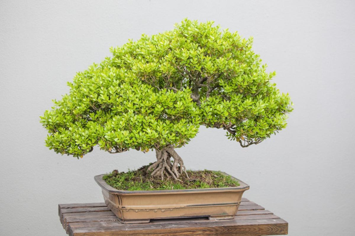Sekrety pielęgnacji drzewka bonsai