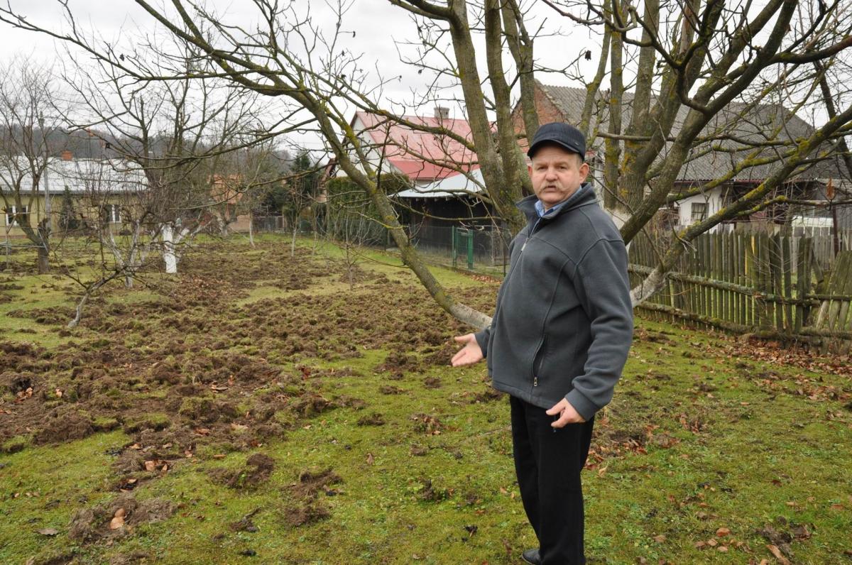 Dziki stratowały podwórko. Przyszły pod same okna [ZDJĘCIA]