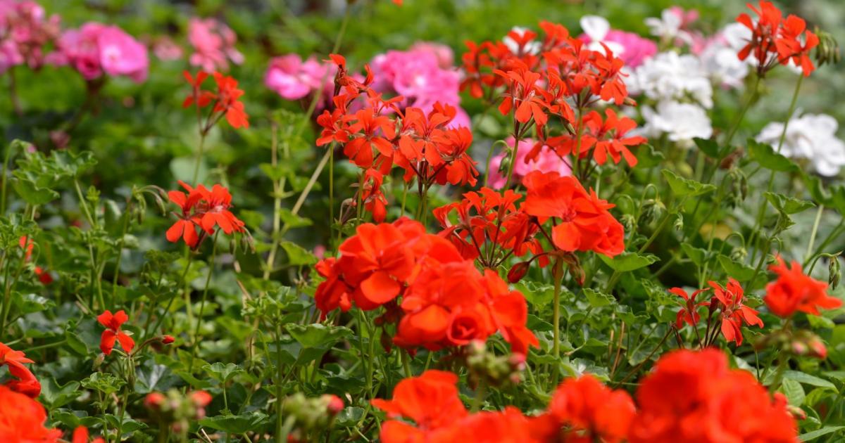 Zimowanie pelargonii w warunkach domowych