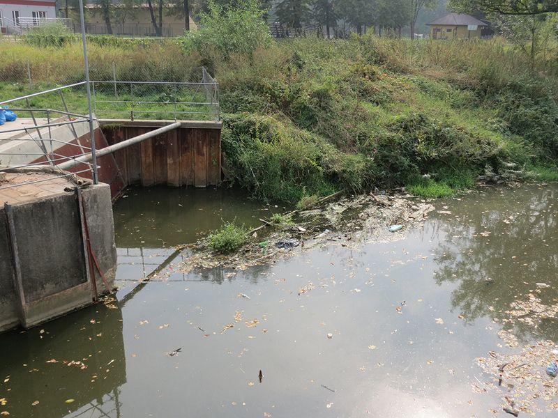 Ścieki trafiające do rzeki i potoku przyczyną śnięcia ryb