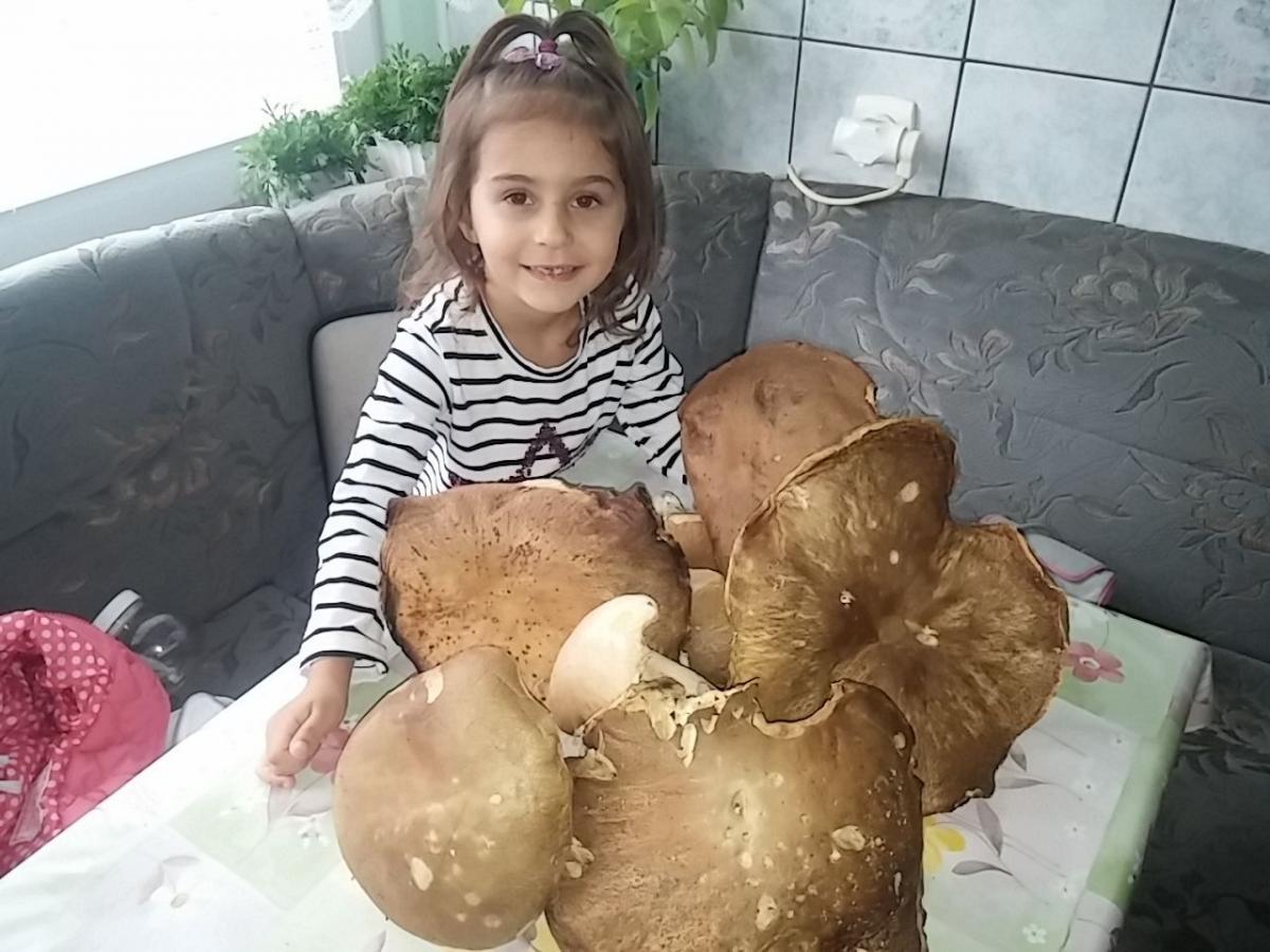 Dorodne borowiki znalezione w Bełwinie [ZDJĘCIA]