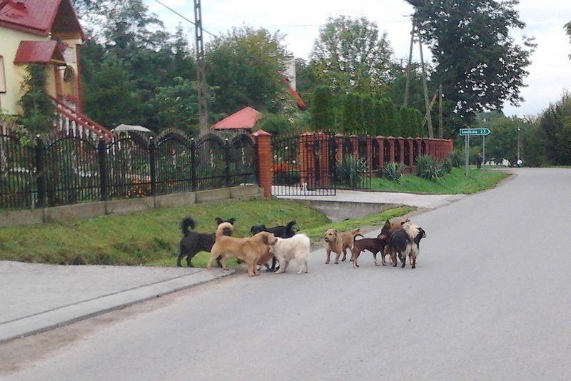 Wataha psów na drodze. Dzieci boją się same chodzić do szkoły