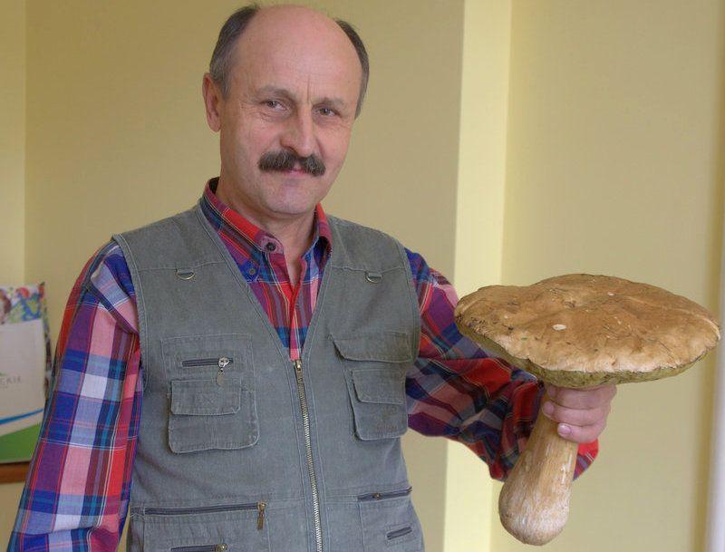 Borowik gigant znaleziony w Borownicy