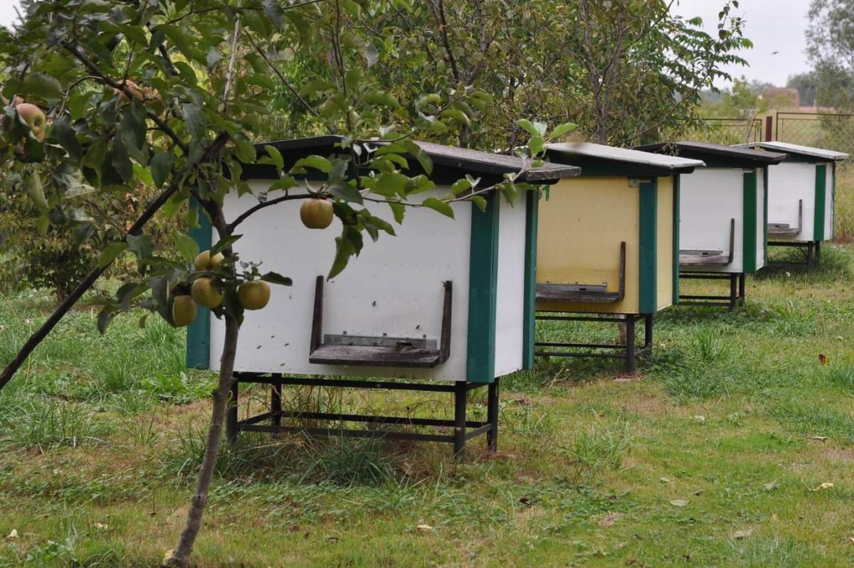 Pasieka poróżniła sąsiadów 