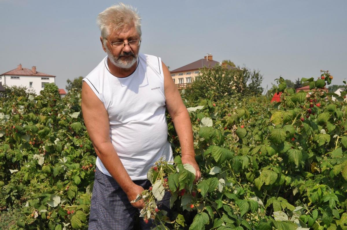 Susza w rolnictwie. Straty sięgną milionów złotych [GALERIA]