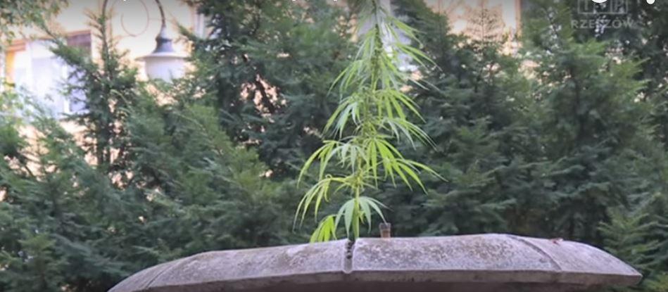 Krzew konopi w fontannie. Policja musi ją wysuszyć, by zbadać [WIDEO]