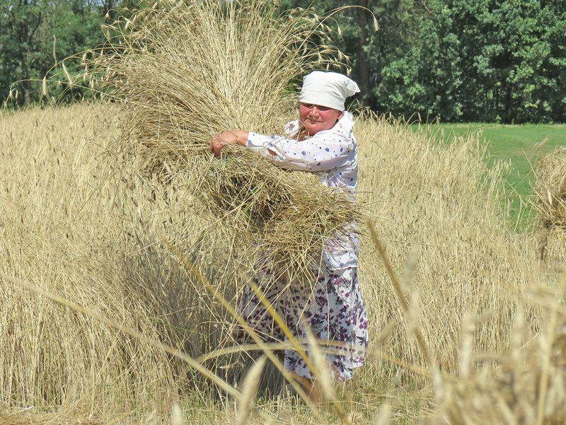 W Folwarku Białobrzeżki żniwa jak przed wiekami [GALERIA]