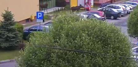 W Jarosławiu uszkodzono hondę civic. Wandalami okazały się... dwa spłoszone łosie [WIDEO]