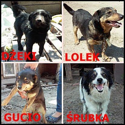 Cztery psiaki szukają dobrego domu!