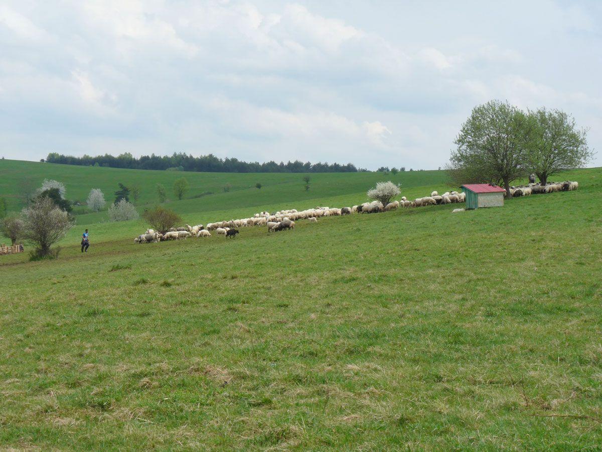 Elektryczne ogrodzenia dla rolników