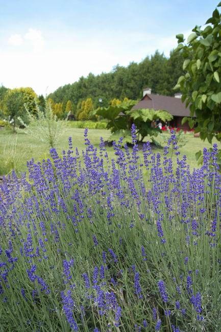 Spędź niedzielę w arboretum: pod dereniem i jabłonią