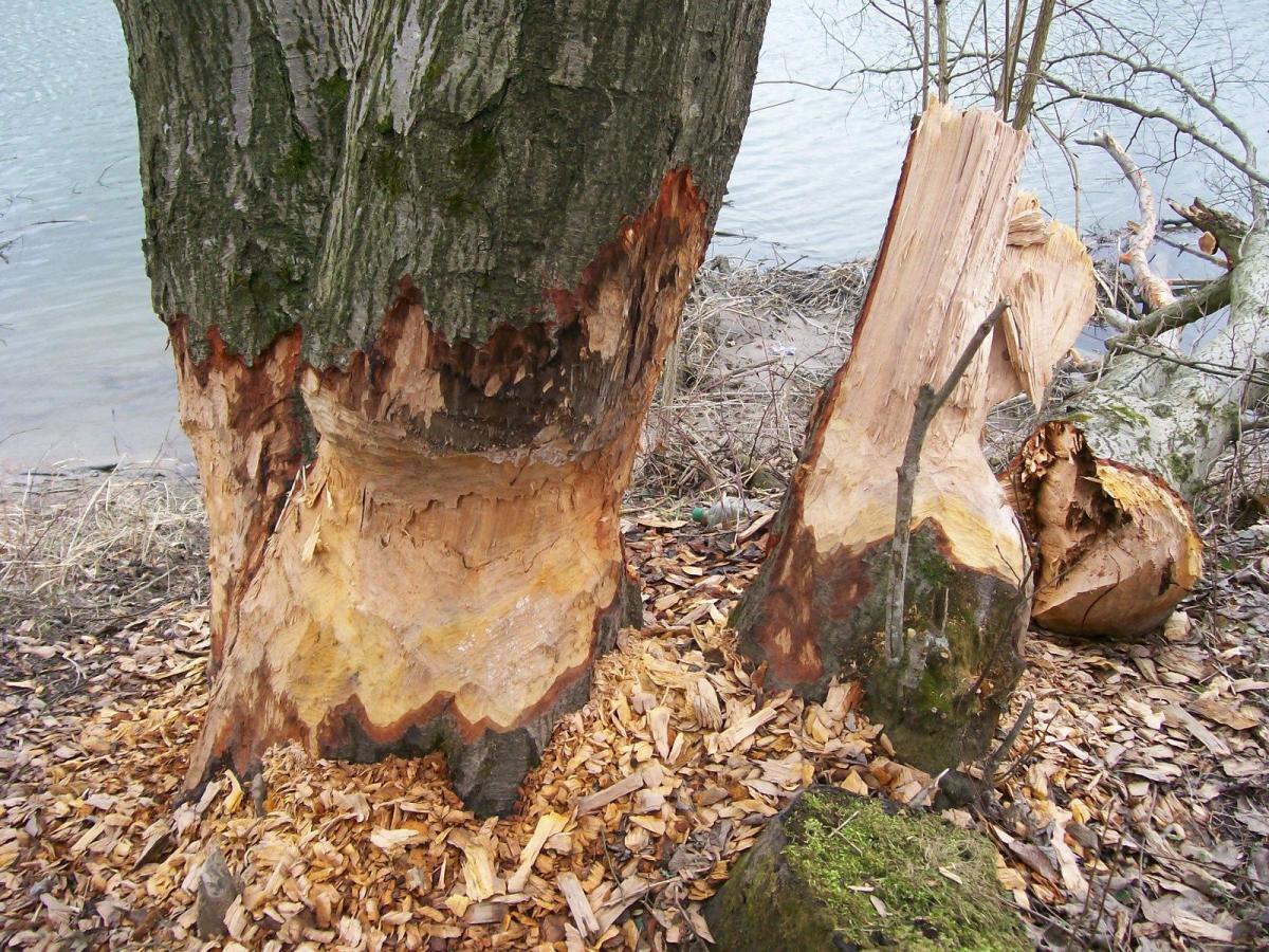 Bobry dokuczają mieszkańcom Lubaczowa