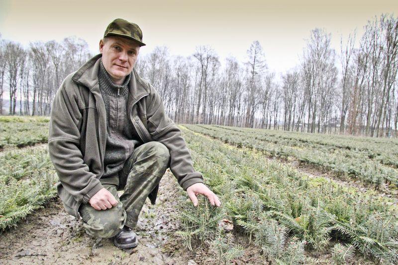 Posadzą miliony drzewek