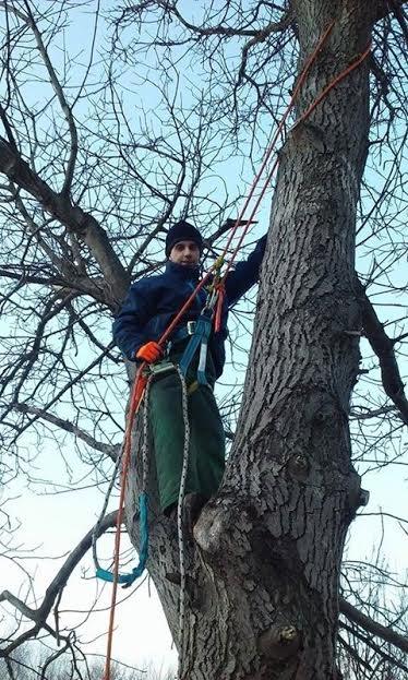 Arborysta – chirurg drzew
