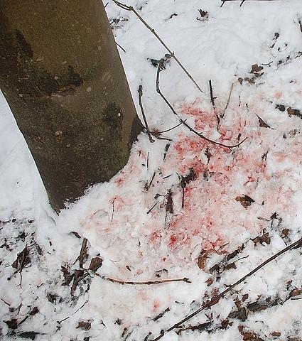 Policjanci zatrzymali kłusowników, ojca i syna, którzy polowali na terenie objętym całkowitym zakazem
