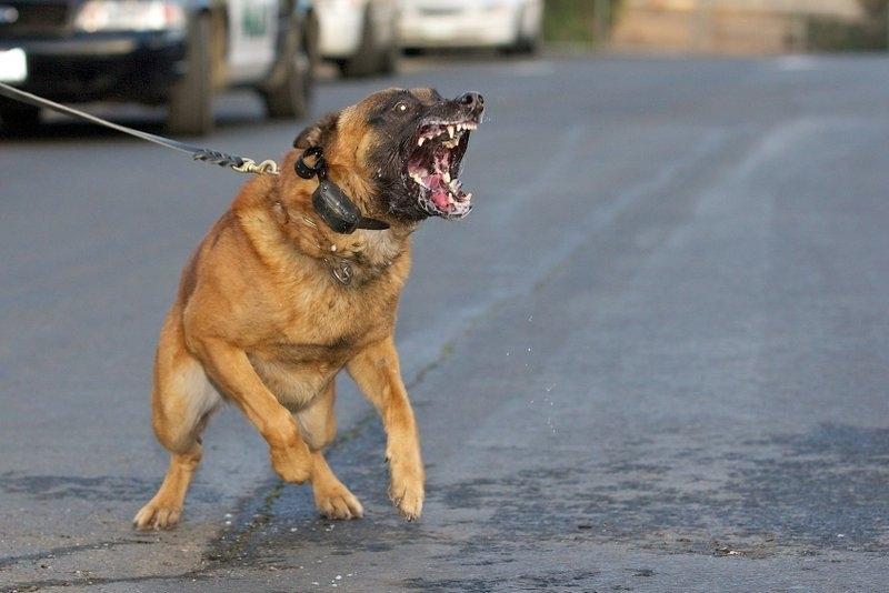 55-latek pogryziony przez agresywnego psa