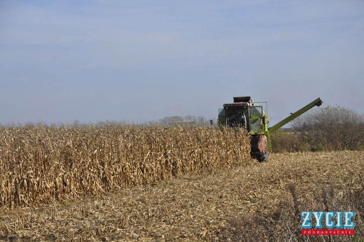 Rolnicy: Przepisy o GMO są kuriozalne 