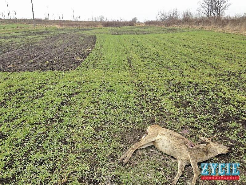 Myśliwi: – Łamią prawo łowieckie. Z polowań robi się krwawą jatkę