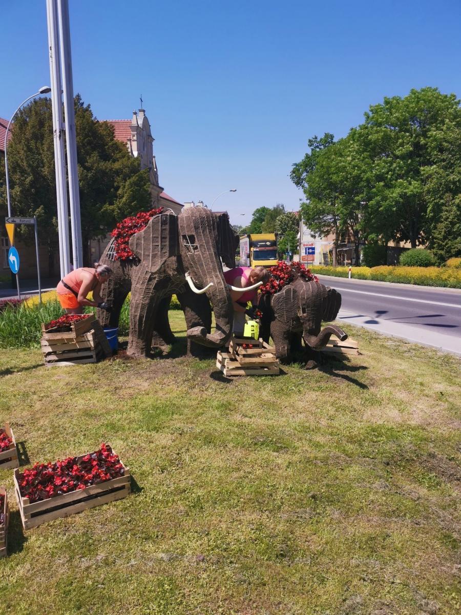 Przeworskie słonie – symbole miasta – przywdziały letnie szaty [ZDJĘCIA]