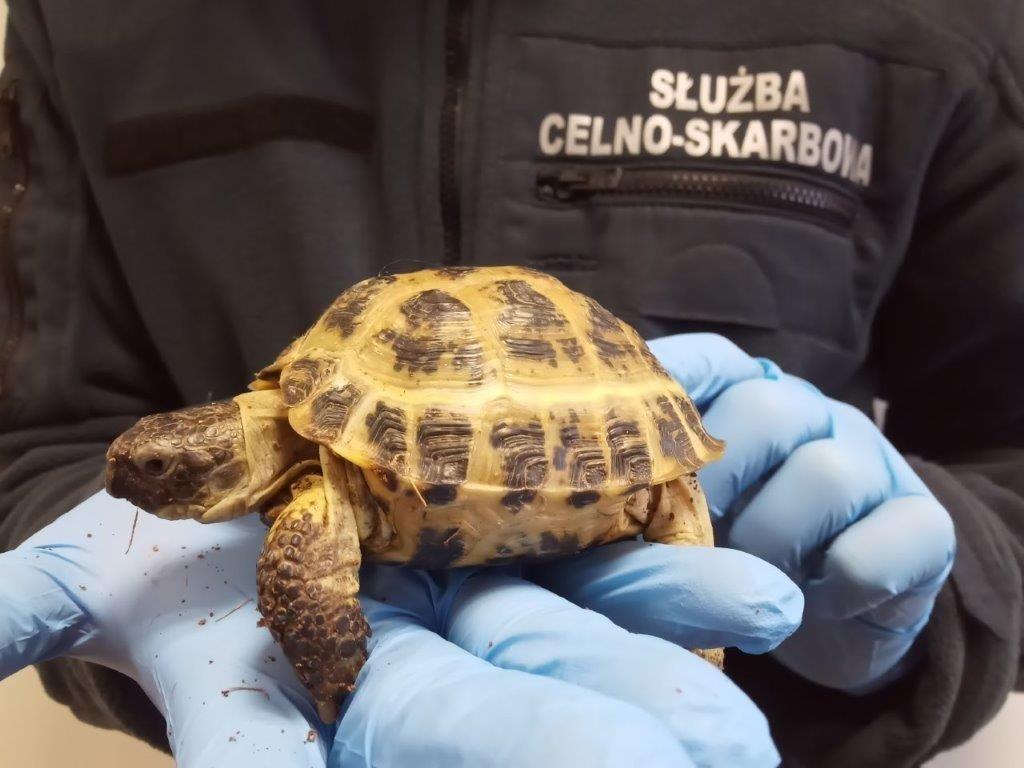 Z Ukrainy trafił do Zamościa. Żółw stepowy na siedzeniu pasażera  