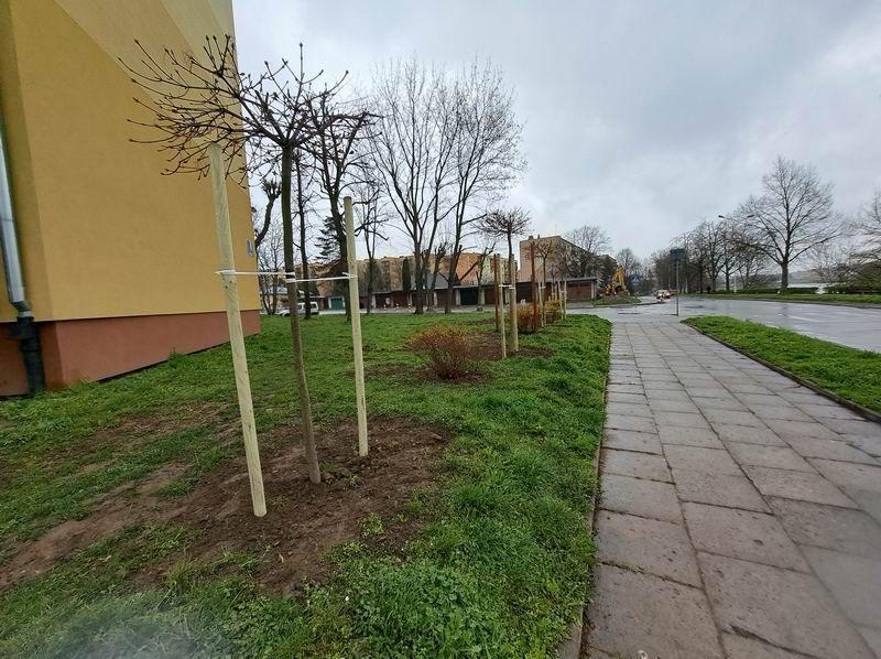 Przemyska Spółdzielnia Mieszkaniowa sadzi nowe drzewa na osiedlach [ZDJĘCIA]