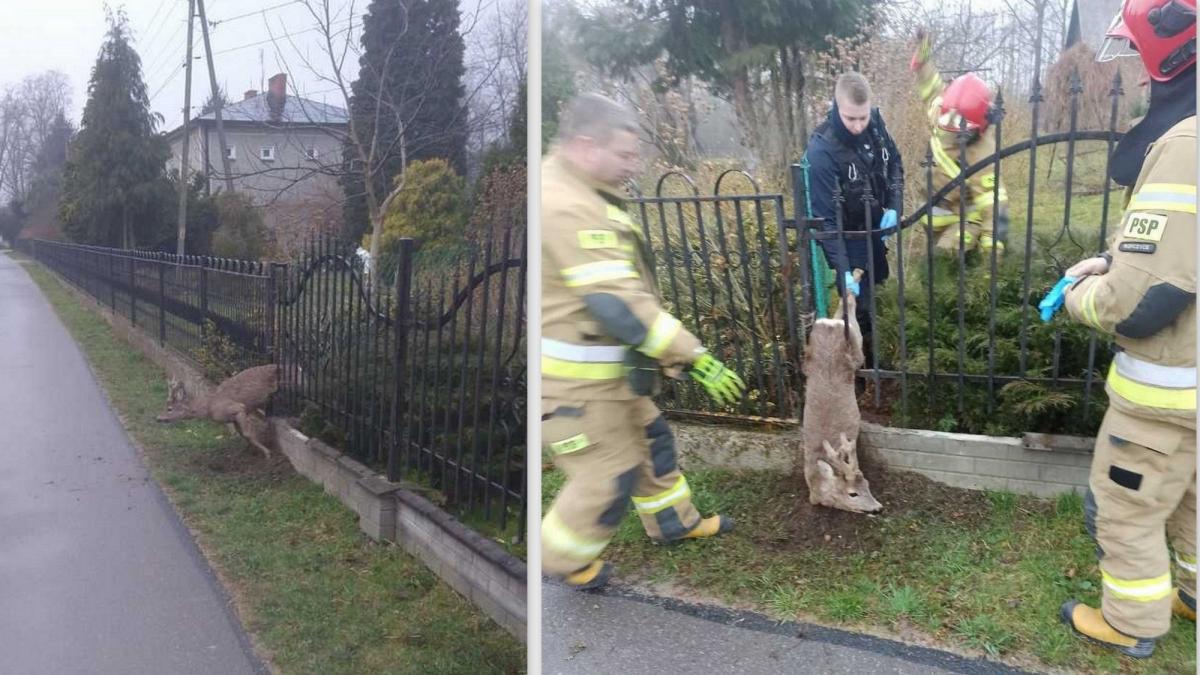 Rogacz niefortunnie utknął między szczeblami ogrodzenia. Potrzebna była ludzka pomoc