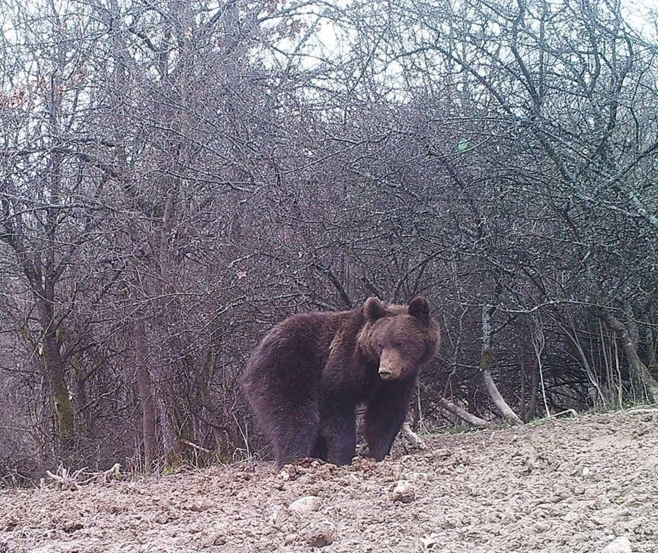 Uwaga! Niedźwiedzie się budzą! 
