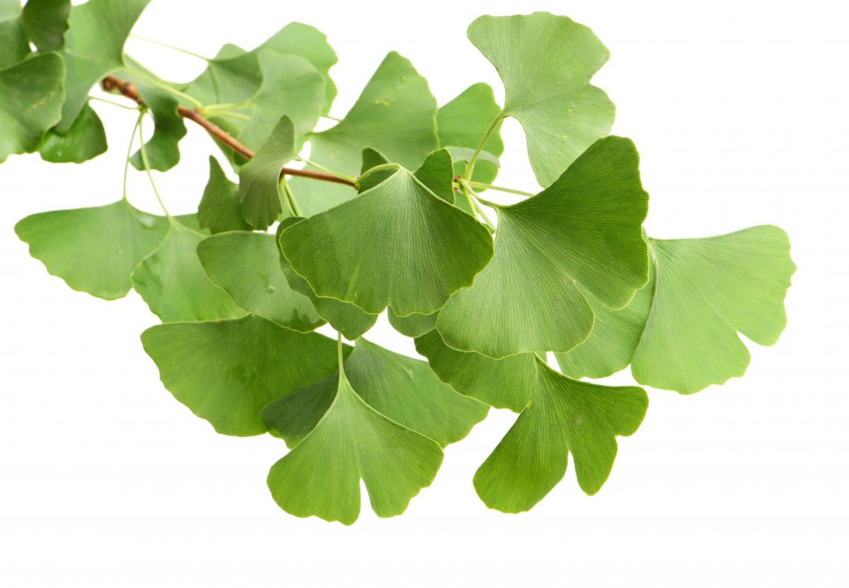 Ginkgo biloba – naturalny suplement diety o niezwykłych właściwościach
