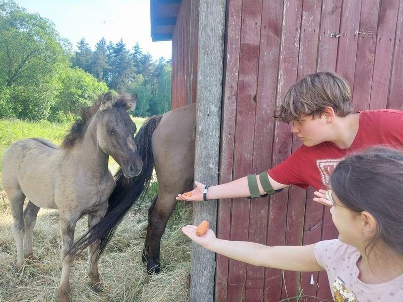 Nowa atrakcja turystyczna na mapie Roztocza. Tu można podziwiać dziko żyjące konie [ZDJĘCIA]