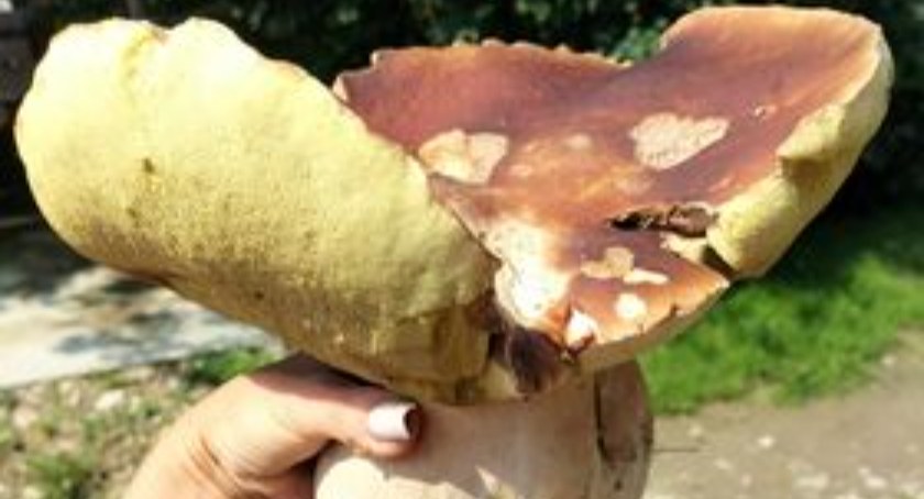 Czy w tym roku znów dopiszą grzyby-giganty? Zbiór w Brylińcach zdaje się to potwierdzać!