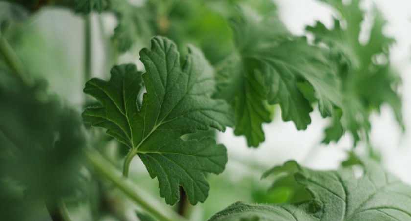 Jak uprawiać geranium?