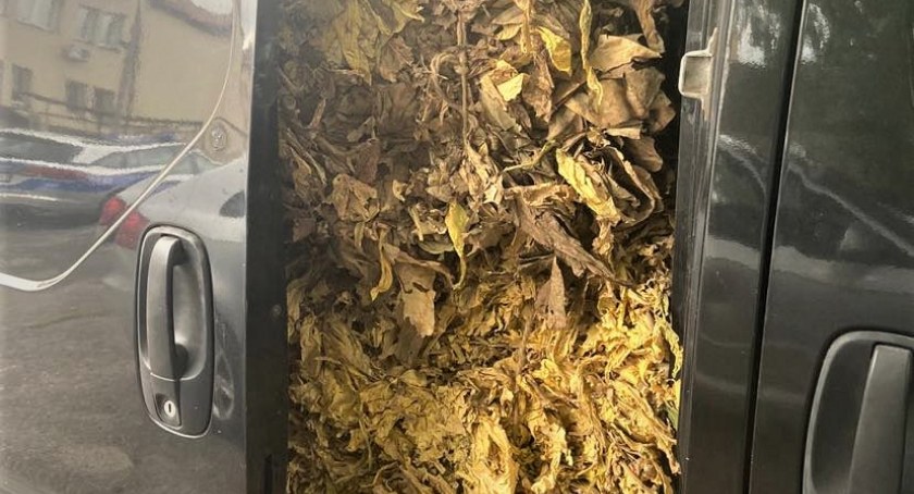 750 kg suszu tytoniowego w samochodzie