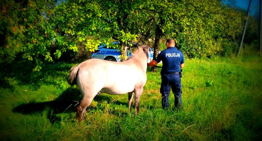 Ulicami Narola biegał spłoszony koń. Nietypowa interwencja policjantów