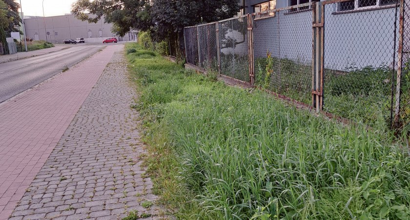Sygnały Czytelników: W Przemyślu nie brakuje chodników porośniętych zielskiem