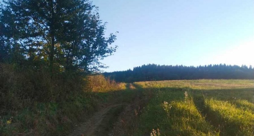 Poszedł na grzyby i zaginął