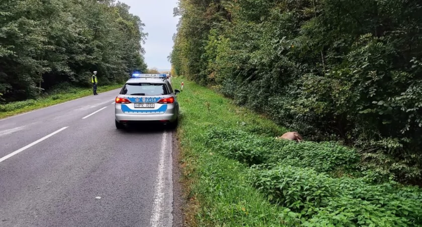 Nie zdążył wyhamować. Zderzył się z jeleniem