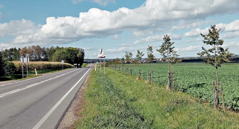 Zamiast ścieżki pieszo-rowerowej posadzili... drzewa