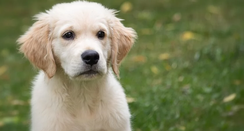 Jak wybrać najlepszą karmę dla golden retrievera?