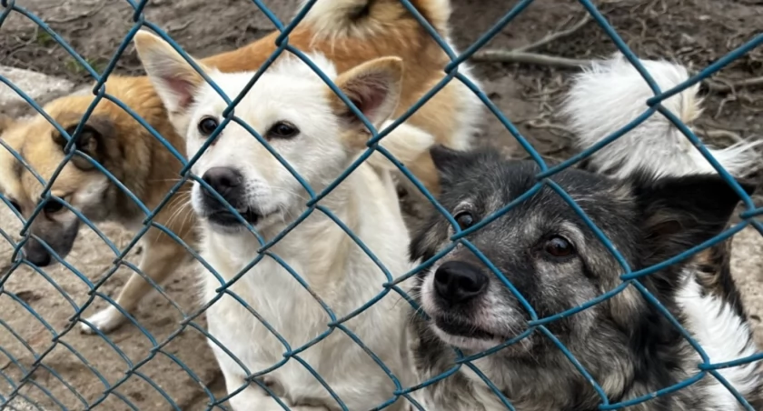 Psy w Orzechowcach będą mieć nowe budy! Pomóżmy uzbierać na używanego quada! [ZDJĘCIA]