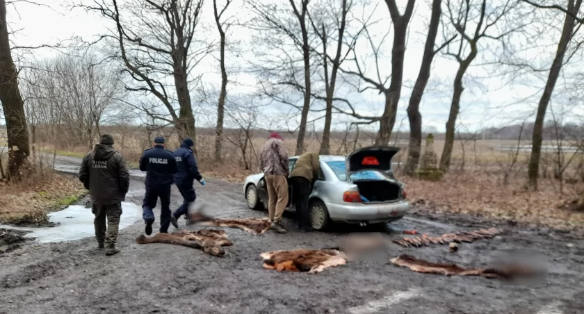 Nocny kłusownik złapany