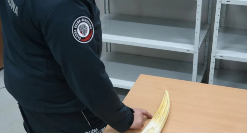 Kieł morsa ukryty w bagażu 