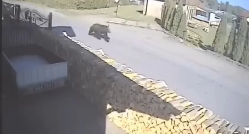 Zagórz: Niedźwiedź biegł za kobietą, która wyszła na spacer z psem!