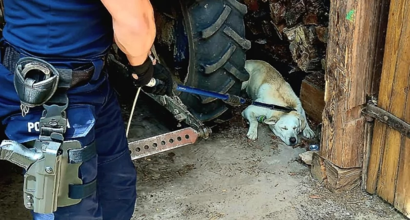 Policjanci schwytali dwa agresywne psy [ZDJĘCIA]
