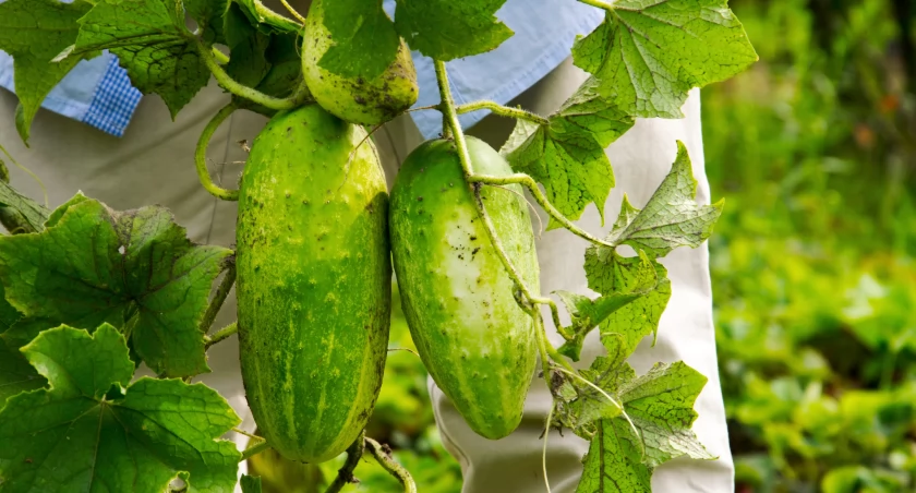 Naturalne odżywki dla ogórków gruntowych