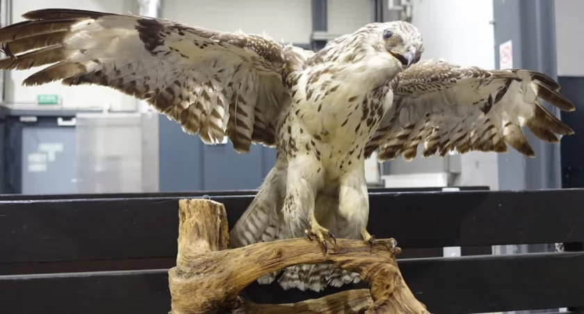 Buteo buteo na granicy