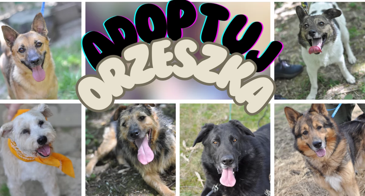 Daj im szansę na piękne ŻYCIE. Adoptuj ORZESZKA!