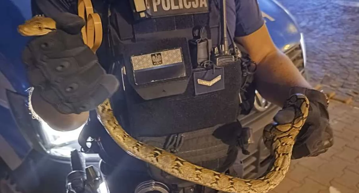 Zobaczyła pełzającego po ulicy węża i powiadomiła policję