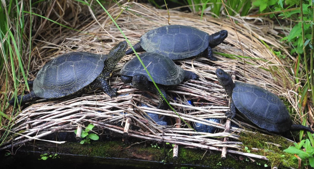 Pozbywają się problemu, podrzucając żółwie do arboretum.  – To może mieć opłakane skutki dla ekosystemu! – przestrzegają pracownicy ogrodu botanicznego w Bolestraszycach